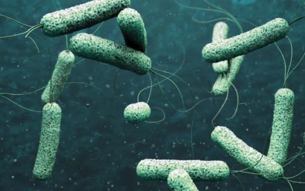لا داعيَ للهلع: بكتيريا الكوليرا يمكن قتلها