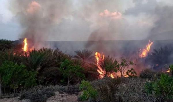 الاحتلال الاماراتي يحرق مزارع النخيل في محافظة سقطرى